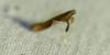 Caloptilia stigmatella